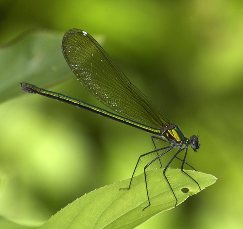 Female (clear-winged form)
17 June 2005  Murray